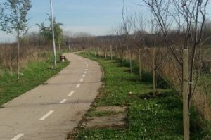 Novi zasad duž Zabranskog puta i nastavak drvoreda uz biciklističku stazu
