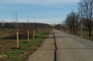 Novi zasad duž Zabranskog puta i nastavak drvoreda uz biciklističku stazu