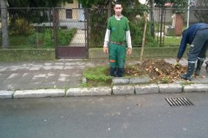 Sadnja drvorednih sadnica u Zdravkovićevoj ulici