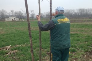 Podignut drvored duž desne strane zabranskog puta