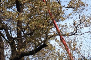 UKLANјANјE SUVIH GRANA I IMELE SA HRASTOVA LUŽNјAKA U „JOZIĆA KOLIBI“