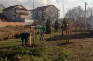 Drvored u Kupinačkoj ulici