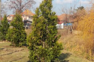 Drvored u Kupinačkoj ulici