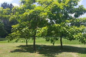 FREE WI-FI  U ARBORETUMU