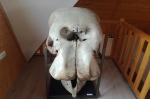 Izložba eksponata iz Prirodnjačkog Muzeja
