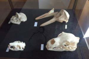 Izložba eksponata iz Prirodnjačkog Muzeja