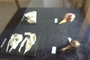 Izložba eksponata iz Prirodnjačkog Muzeja