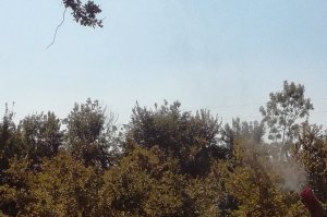 Zaštita i prihrana zaštićenih hrastova