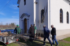 Ozelenjavanje porte u Ljubiniću