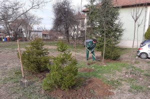Ozelenjavanje naselja „Ciglana“
