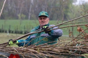 Podela sadnica kanadske topole u Arboretumu 