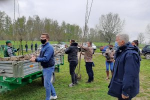 Podela sadnica kanadske topole u Arboretumu 