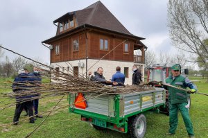 Podela sadnica kanadske topole u Arboretumu 