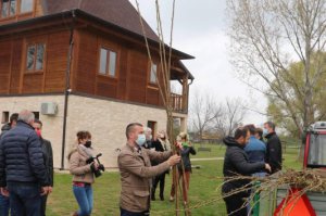 Podela sadnica kanadske topole u Arboretumu 