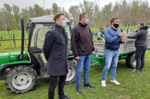 Podela sadnica kanadske topole u Arboretumu 