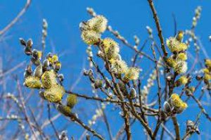 Povećana koncentracija polena oraha i vrbe