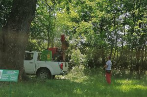 Primena mere nege zaštićenih stabala u ZP"Jozića koliba"