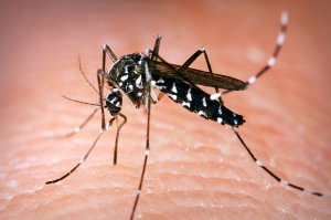 Monitoring larvenih i odraslih formi komaraca