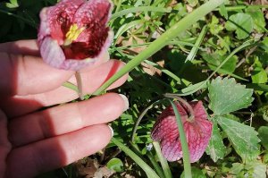 Kockavica /Fritillaria meleagris/, strogo zaštićena vrsta- prirodna retkost