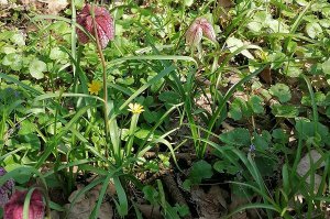Kockavica /Fritillaria meleagris/, strogo zaštićena vrsta- prirodna retkost