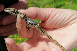 Projekat “Istraživanje faune gmizavaca i vodozemaca na prostoru Spomenika prirode „Obrenovački Zabran“