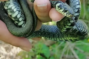 Projekat “Istraživanje faune gmizavaca i vodozemaca na prostoru Spomenika prirode „Obrenovački Zabran“