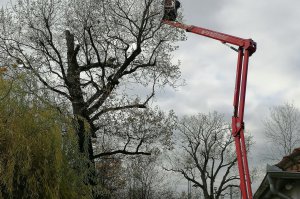 Uklanjanje suvih grana i poluparazitne cvetnice imele sa zaštićenih stabala u ZP “Grupa stabala hrasta lužnjaka kod Jozića kolibe“