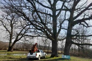Zimsko prskanje u ZP „Grupa stabala hrasta lužnjaka kod Jozića kolibe“