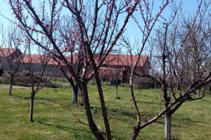 Prolećni radovi u Arboretumu - najlepšem parku u našem gradu