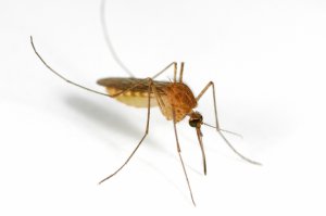 Obaveštenje o tretmanu komaraca